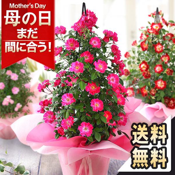 母の日 21 花 ギフト プレゼント 鉢植え バラ 薔薇 タワー イベントギフトm Event 013 Bunbun Bee 通販 Yahoo ショッピング