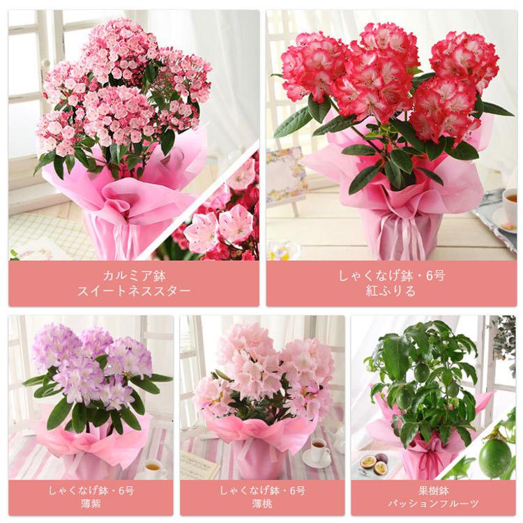 早割実施中 母の日 22 花 ギフト プレゼント 鉢植え パッションフルーツ 果樹鉢 イベントギフトp 激安商品 カルミア しゃくなげ 花鉢