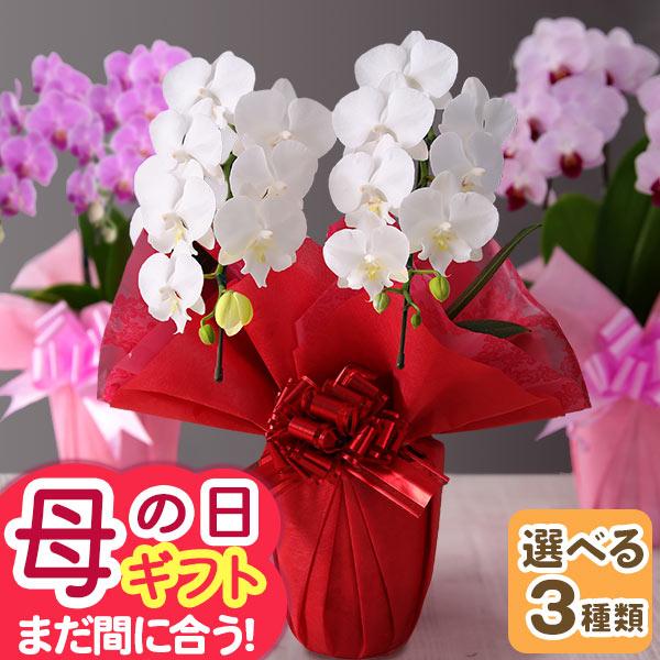 BunBunBee 母の日 2026 ギフト プレゼント 花 鉢植え ミディ胡蝶蘭 2本
