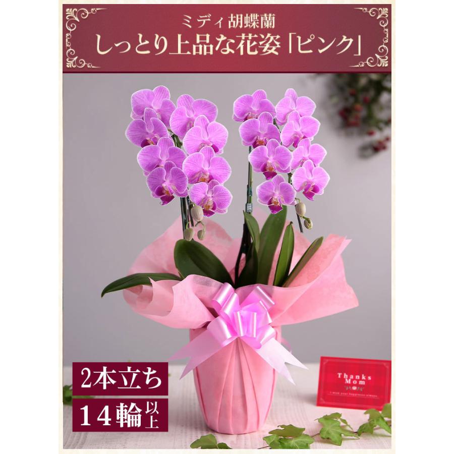 市場 お中元 ミディ 4号 鉢植え プレゼント ギフト 早割 傘寿 室内 2本立 ピンク 胡蝶蘭 夏ギフト ゴールドクラック鉢 花