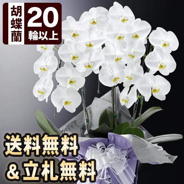 在庫有 お悔やみ花鉢 大輪胡蝶蘭 白 3本立ち 輪以上 つぼみ込 送料無料 お供え 花 お悔やみ 供花 花鉢 生花 仏花 フラワー ギフト お悔み 仏事 弔事 Lf Usl 001yh 04 Bunbun Bee 通販 Yahoo ショッピング 好評 Missbargainhuntress Com
