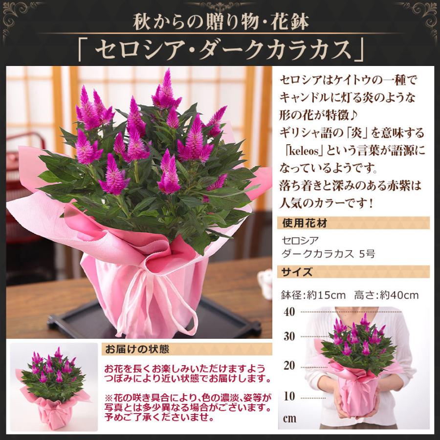 送料無料激安祭 敬老の日 ギフト 花 プレゼント 秋からの贈り物 花鉢 セロシア ケイトウ ダークカラカス 21 イベントギフト 鉢植え 送料無料