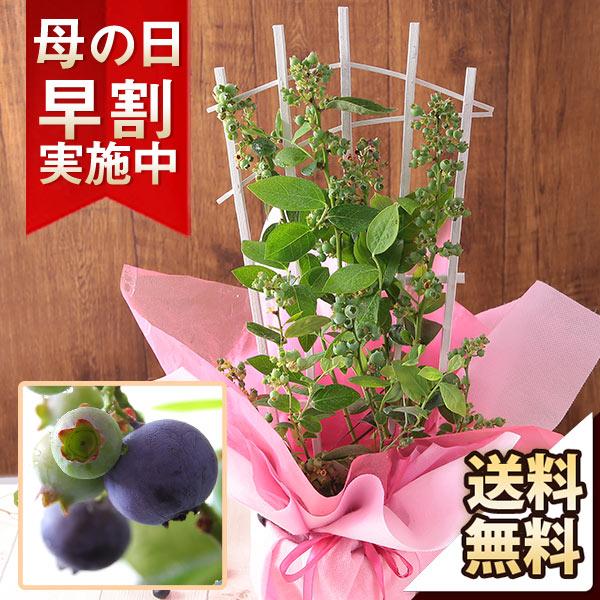 母の日 22 ギフト プレゼント 鉢植え 果樹鉢 食べ比べ ブルーベリー ミスティー シャープブルー イベントギフト Nm Mo 0005yh Bunbun Bee 通販 Yahoo ショッピング