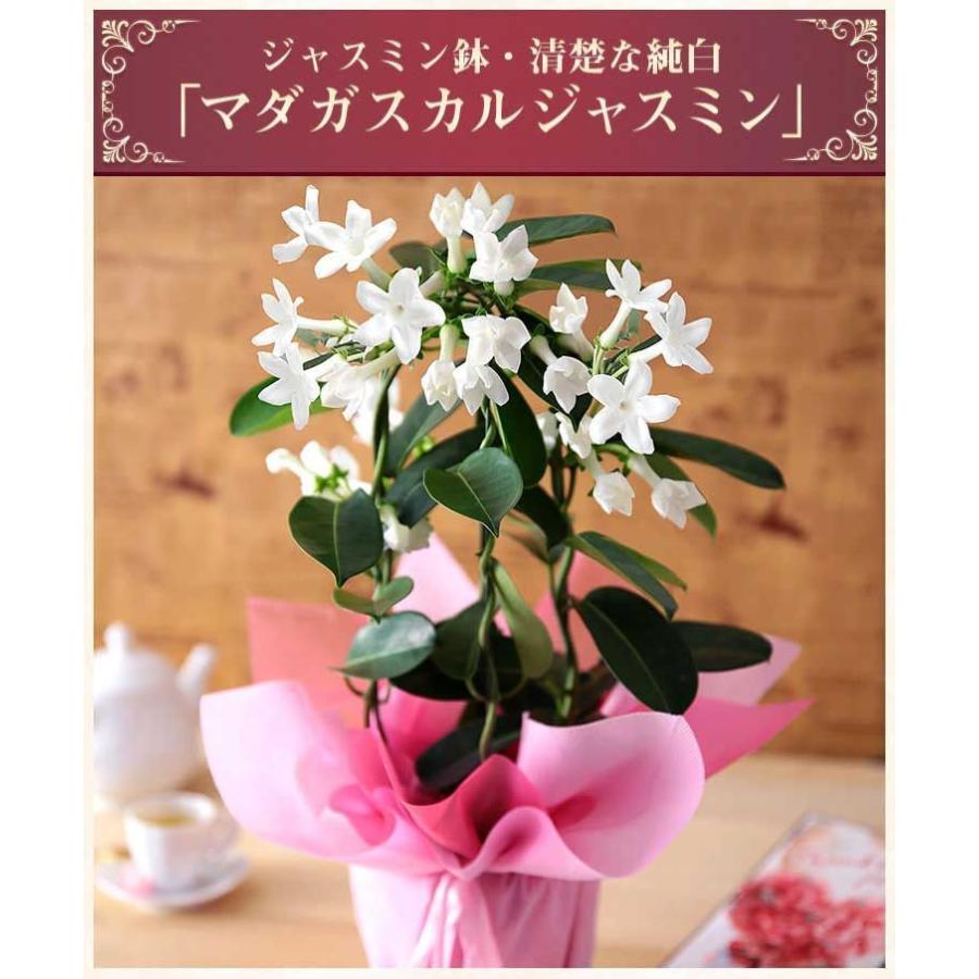 早割実施中 母の日 22 花 ギフト プレゼント 鉢植え ジャスミン鉢 マダガスカルジャスミン イベントギフト Nm Mo 0010yh Bunbun Bee 通販 Yahoo ショッピング