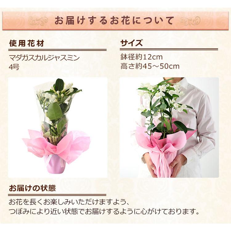 早割実施中 母の日 22 花 ギフト プレゼント 鉢植え ジャスミン鉢 マダガスカルジャスミン イベントギフト Nm Mo 0010yh Bunbun Bee 通販 Yahoo ショッピング