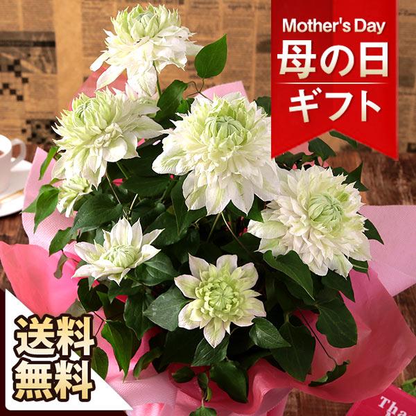 早割実施中 母の日 22 花 ギフト プレゼント 鉢植え クレマチス鉢 花園 5