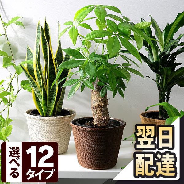 あすつく 14時まで 観葉植物 5号鉢 送料無料 選べる6種類 選べる