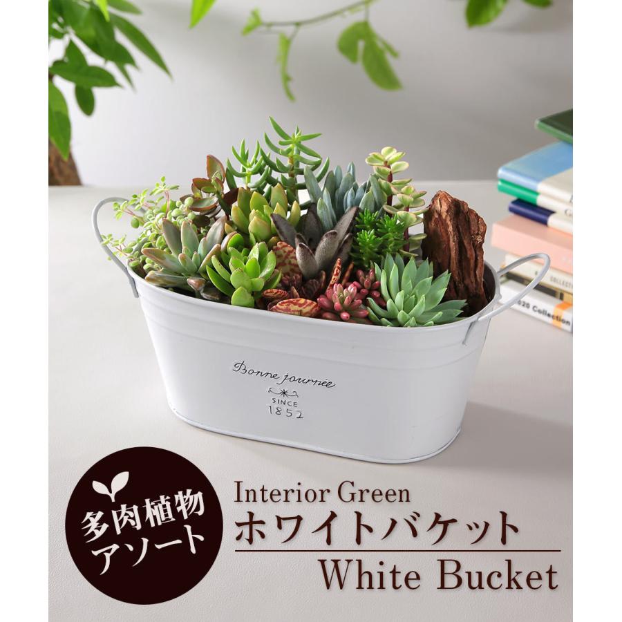 BunBunBee 多肉植物 寄せ植え おまかせ多肉アソートM2 送料無料 BunBunBee 多肉植物 寄せ植え おまかせ多肉アソートM2 送料無料