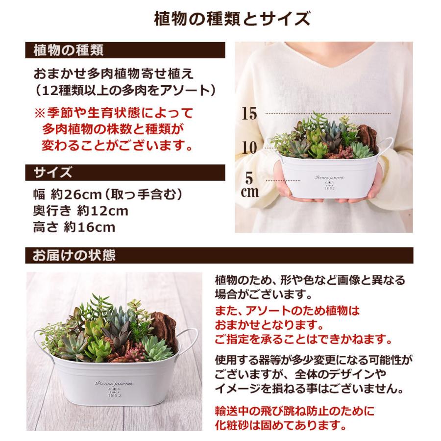 多肉植物 寄せ植え おまかせ多肉アソートM2 送料無料 誕生日 プレゼント ギフト お祝い インテリアグリーン｜bunbunbee｜10