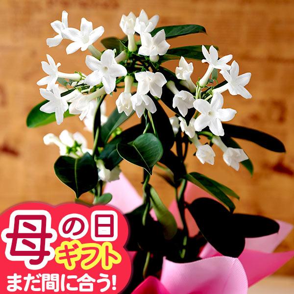 母の日 2026 ギフト プレゼント 花 鉢植え ジャスミン鉢 清楚な純白「マダガスカルジャスミン」 鉢花 花鉢 送料無料 イベントギフト ポイント利用（Yahoo!・BunBun!Bee）