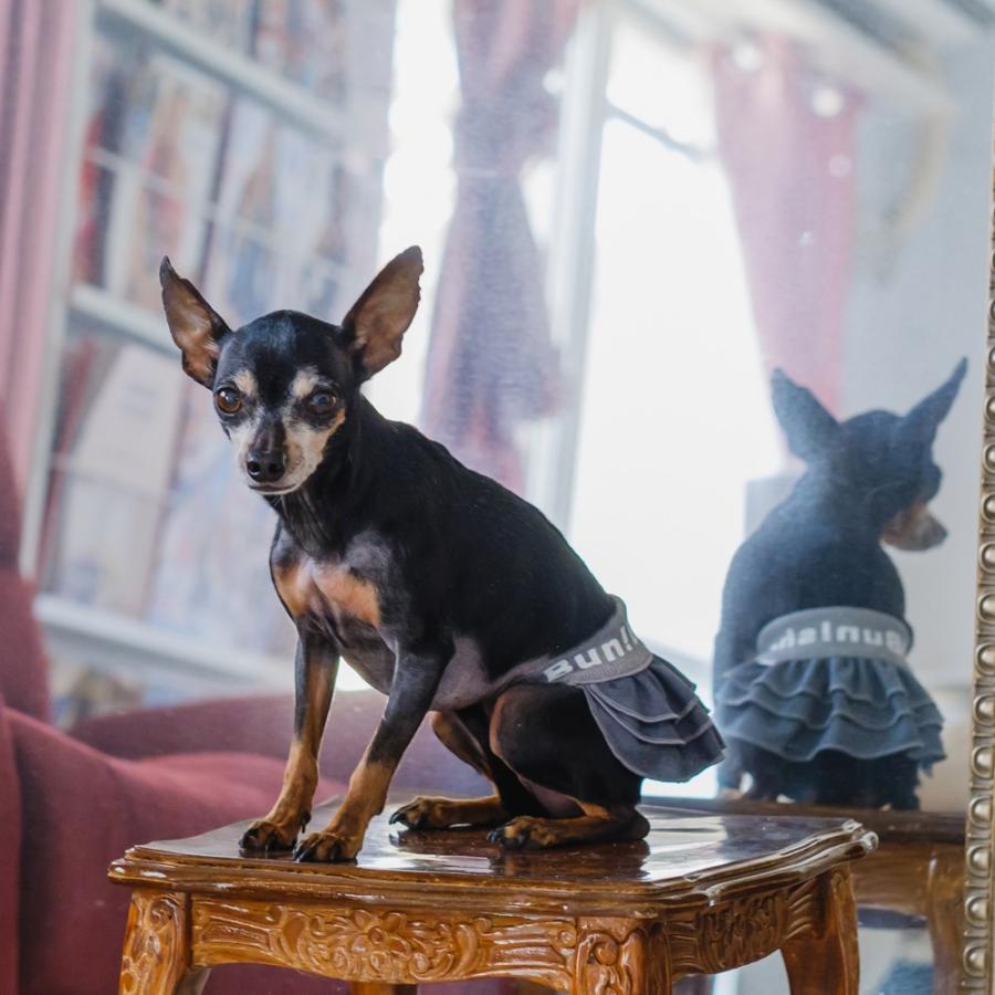 犬のスカートのみ　500円 伸びて 着せやすい ドッグプレイ(R) サークル プリント 撥水