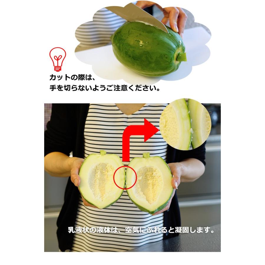 ご予約開始 無農薬栽培 和歌山県産 青パパイヤ 約1kg（1玉