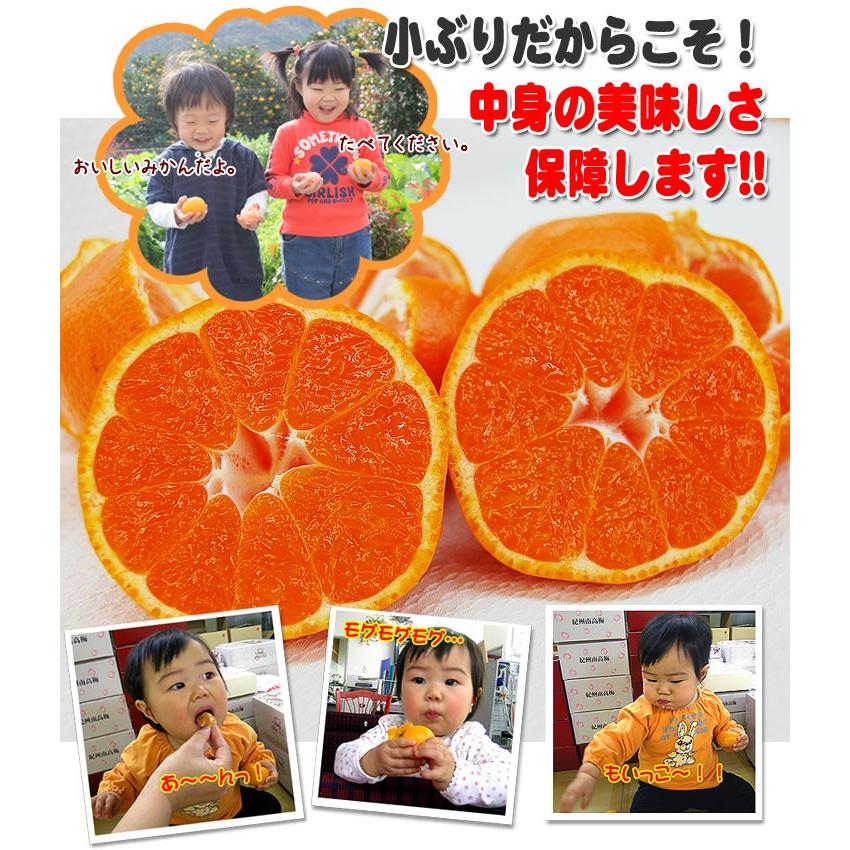 ナンバーワン ご予約開始 有田みかんのトップブランド！完熟有田ミカン