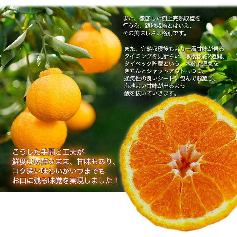 樹上完熟デコポン(不知火)　家庭用　 内容量8.5キロ ハウス栽培品 2026年 ご予約開始 ご家庭用 不知火（デコポン）露地栽培の樹上完熟