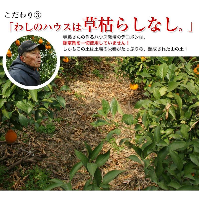 不知火 デコポン ハウス栽培の完熟デコポン 甘デコ 和歌山県産 送料無料 葉付き驚きの5ｌサイズ7玉入 約3kg 種なし 房ごとｏｋ Fy6 Dekopon5l 紀州ふみこ農園 通販 Yahoo ショッピング