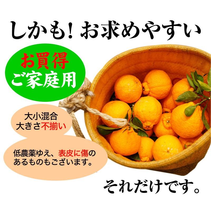 22年ご予約開始 ご家庭用 不知火 デコポン 露地栽培の樹上完熟デコポン 熟デコ 和歌山県産 送料無料 サイズ不揃い 多少の傷有り 7kg 約28玉 Fy7 Dekopon7 紀州ふみこ農園 通販 Yahoo ショッピング