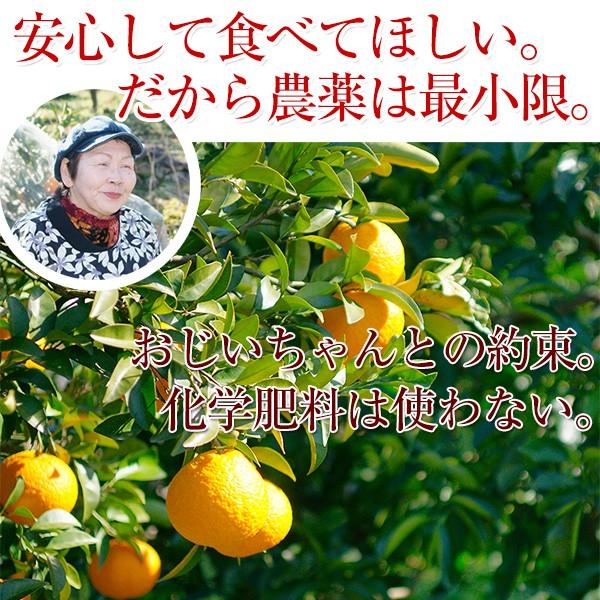 内祝い ギフト 和歌山の八朔(ハッサク)約5kg 減農薬・有機肥料 内祝い ギフト 和歌山の八朔(ハッサク)約5kg 減農薬・有機肥料