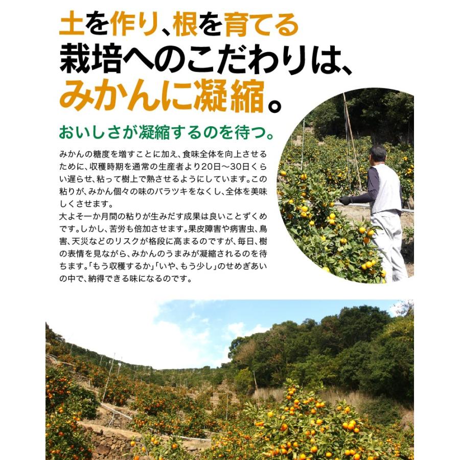 ご予約開始 御歳暮 ギフト みかん お歳暮 ギフト 有田みかん 50〜60玉(約3.3kg) 木箱入り 豪華 完熟みかん 送料無料　(fy5)｜bundara｜12