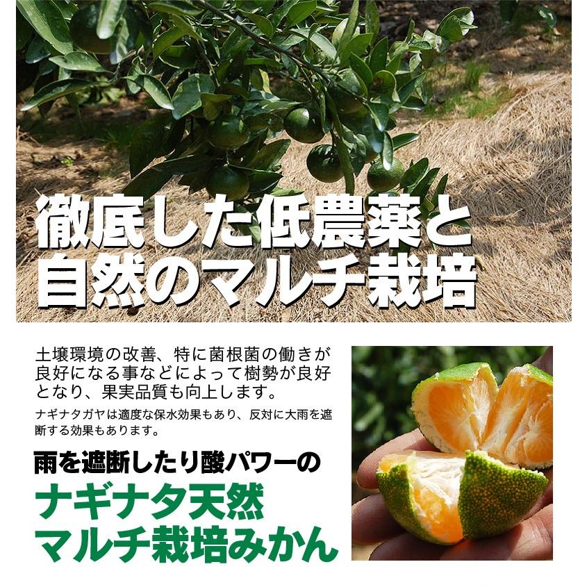 2025年 ご予約開始 お歳暮 2025 冬ギフト プレゼント ギフト みかん 有田みかん 50〜60玉(約3kg) 木箱入り 豪華 完熟みかん 送料無料 |  | 05