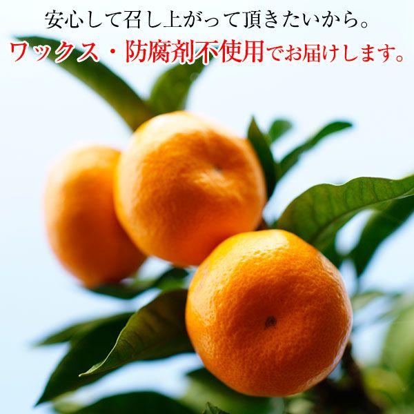 あけぼの 2025年 ご予約開始 有田みかん極早生品種の最高峰！ 幻の