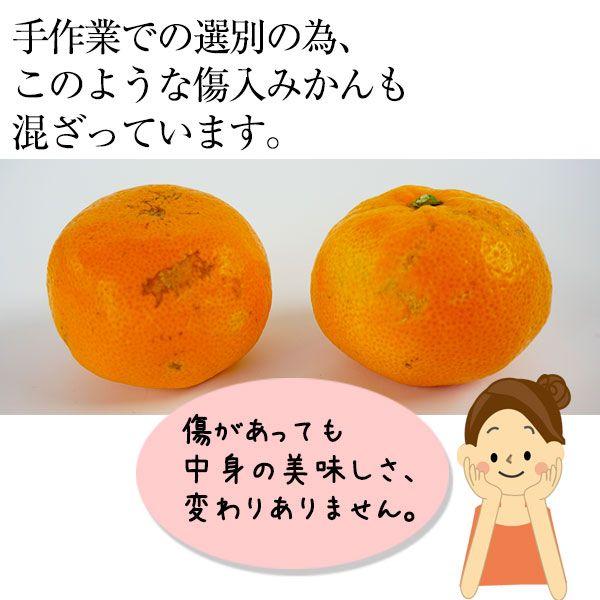 あけぼの 2025年 ご予約開始 有田みかん極早生品種の最高峰！ 幻の