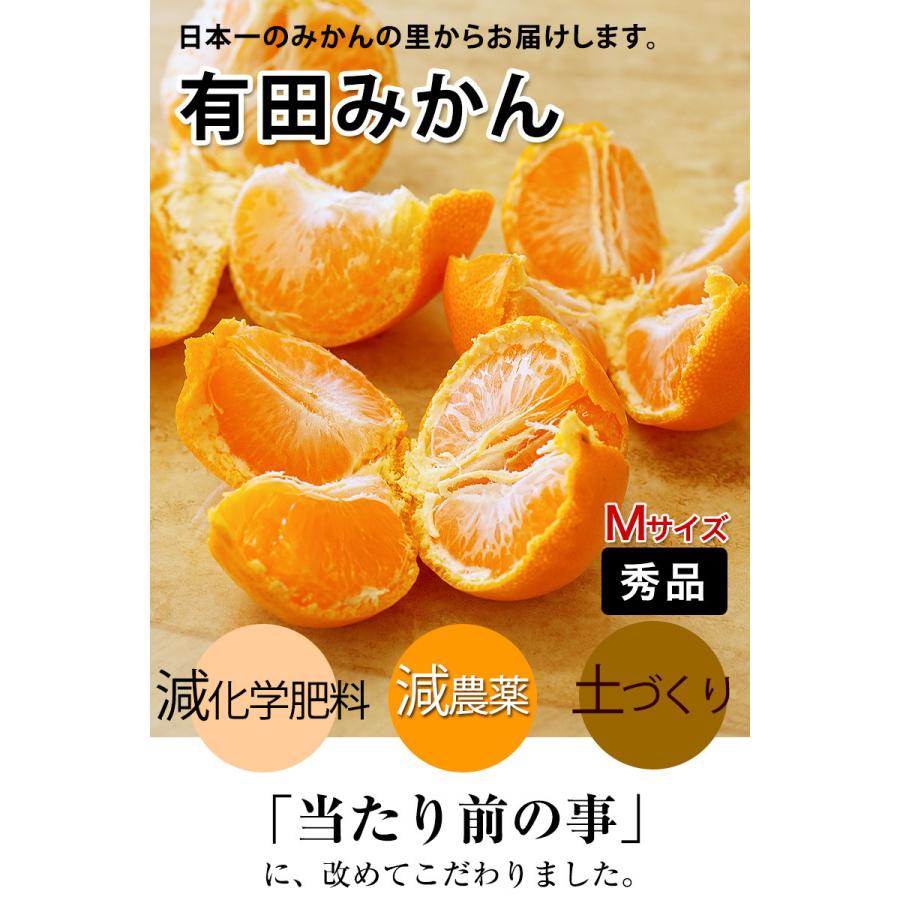 和歌山県有田産　マルチ栽培薄皮みかん10kg 低農薬、自然のマルチ栽培で作る美味しい 有田みかん Mサイズ