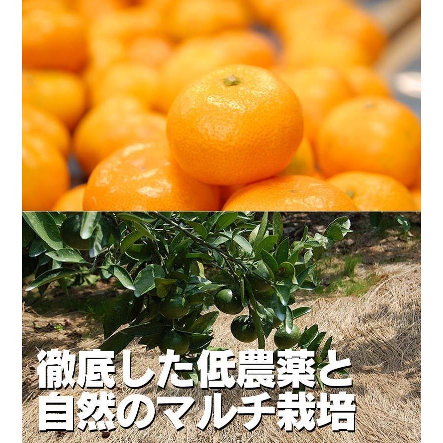 2025年 ご予約開始 低農薬、自然のマルチ栽培で作る美味しい 有田