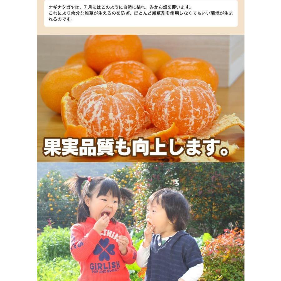 和歌山県有田産　マルチ栽培薄皮みかん10kg 低農薬、自然のマルチ栽培で作る美味しい 有田みかん Mサイズ