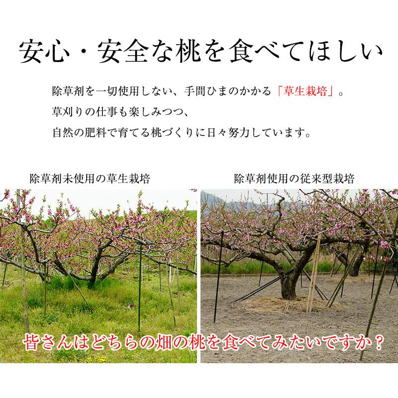 2026年 ご予約受付中 お中元 ギフト 御中元 中元 お持たせ 手土産 お中元ギフト 御中元ギフト 和歌山県産あら川の桃 12玉入（約4kg）(fy8)_8