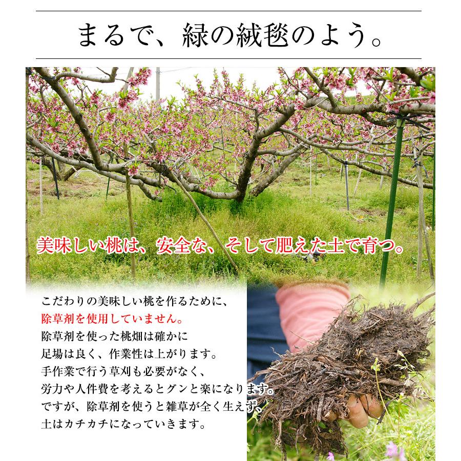 2026年 ご予約受付中 お中元 ギフト 御中元 中元 お持たせ 手土産 お中元ギフト 御中元ギフト 和歌山県産あら川の桃 12玉入（約4kg）(fy8)_7