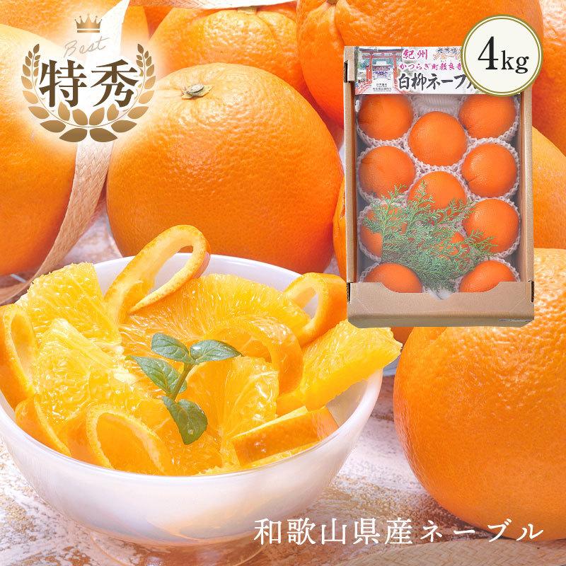 和歌山県産ネーブル オレンジ 大玉 ギフト用 約4kg