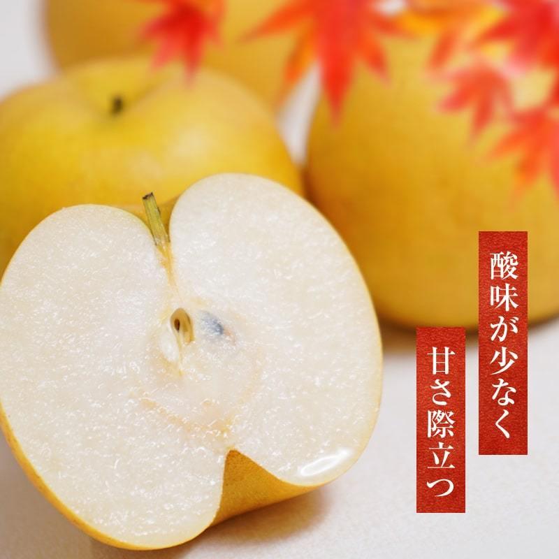 2026年 ご予約開始 秋の味覚 梨（なし） 鳥取県産 新甘泉