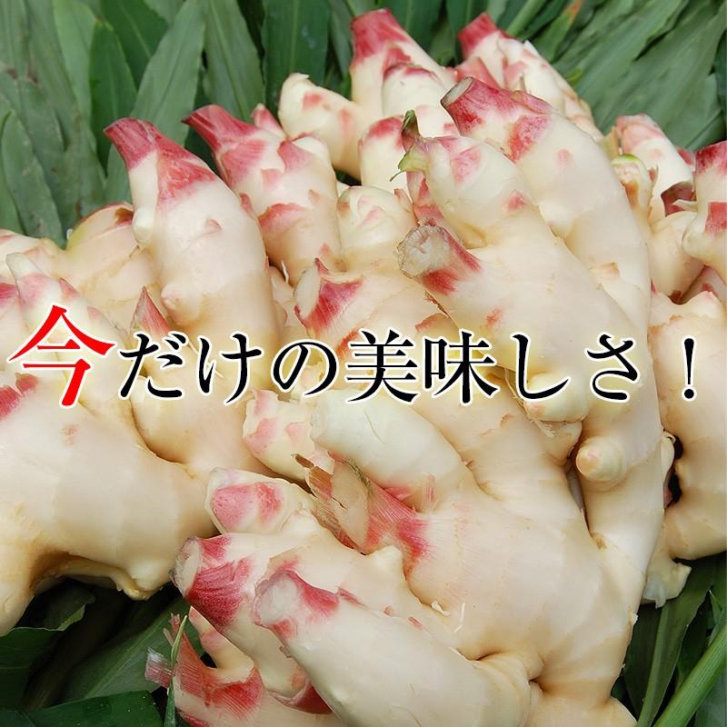 ハウス食品 2026年ご予約受付中 内祝い ギフト 新生姜（和歌山県産