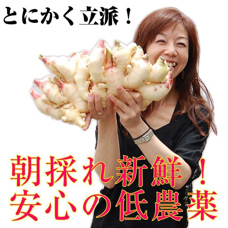 ハウス食品 2026年ご予約受付中 内祝い ギフト 新生姜（和歌山県産