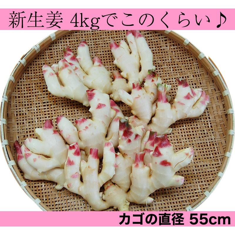 ハウス食品 2026年ご予約受付中 内祝い ギフト 新生姜（和歌山県産