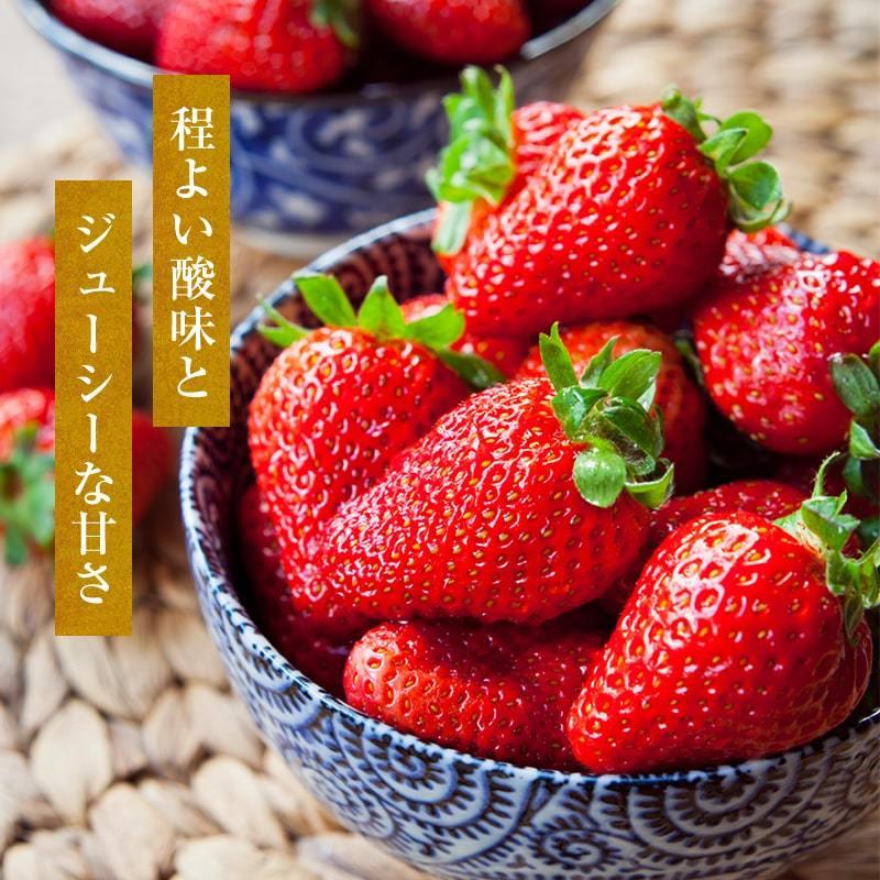 いちご（まりひめ）　2Ｌサイズ　４箱　きんページ 完熟イチゴ まりひめ〔特選〕 送料無料 最高級 苺 （ギフト