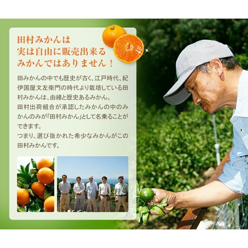有田　田村のこだわり美味しみかん　10キロ贈答用Mサイズ　5ケース限定 楽天市場】田村みかん 久右門 赤秀 (約10kg) 和歌山有田産 生産者限定