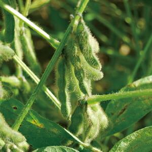 納豆 小粒 くま納豆 北海道 鮭節納豆  35g+20gX2 北海道産 グルメ お取り寄せ ご飯のお供 国産 鮭節 |  | 05