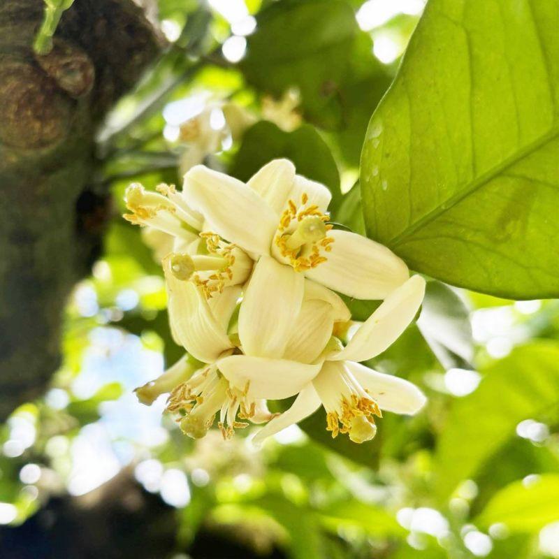 ぶんたん山の蜂蜜 360g 100%天然はちみつ : 文旦屋・白木果樹園 Yahoo