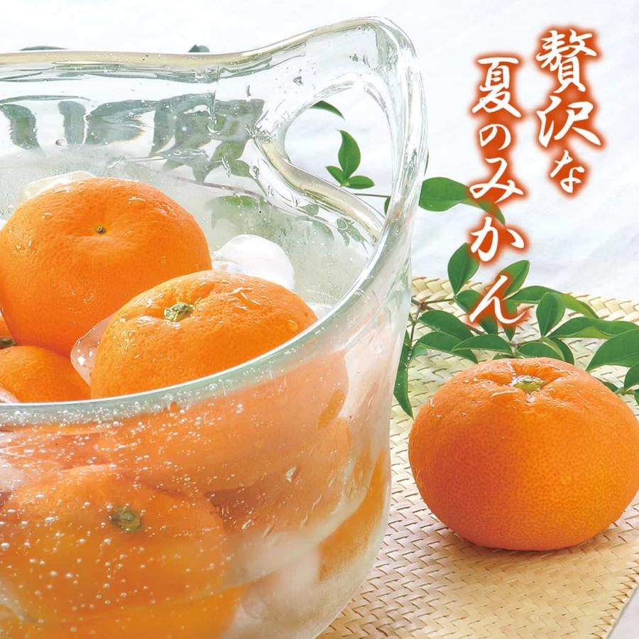 送料込】高知県産特選ハウスみかん2Sサイズ 約5kg : 文旦屋・白木果樹
