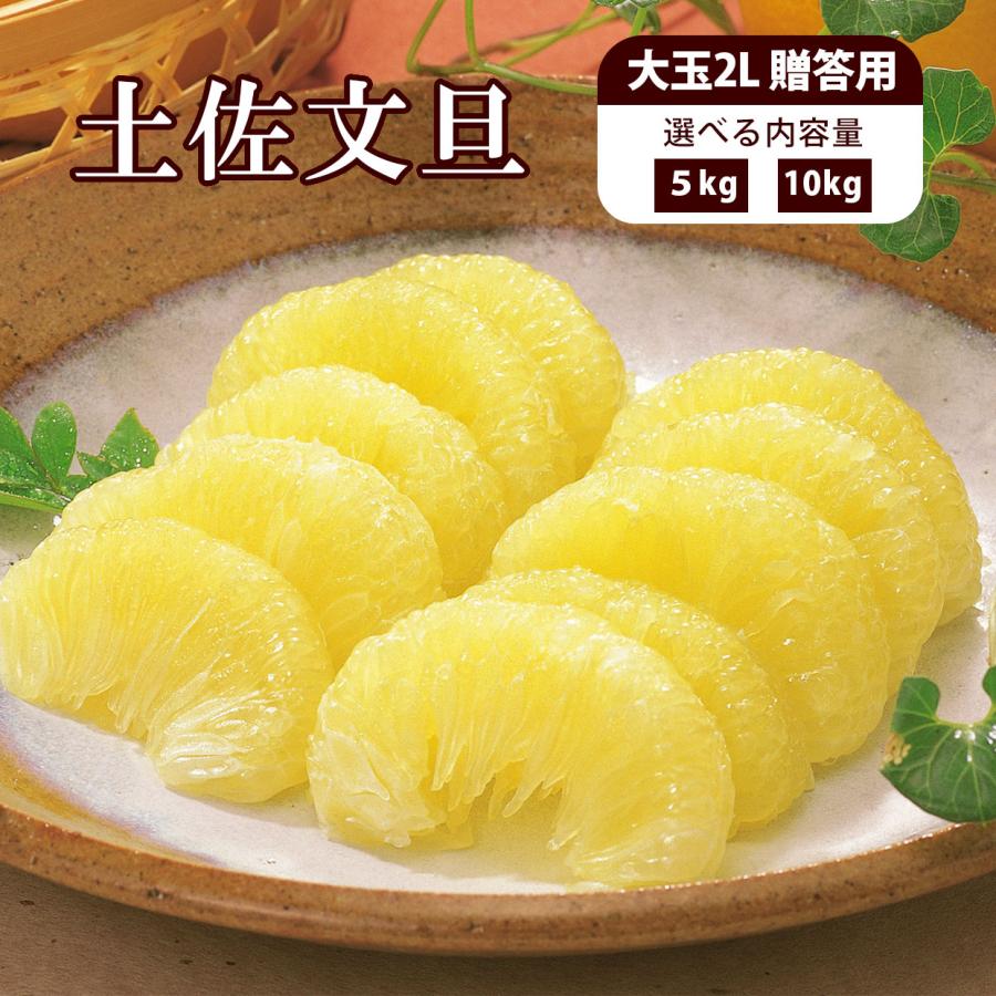 232高知特産 露地栽培 土佐文旦 文旦 約10kg 大玉サイズ 32高知特産 露地栽培 土佐文旦 文旦 約10kg 大玉サイズ 32高知特産 大玉