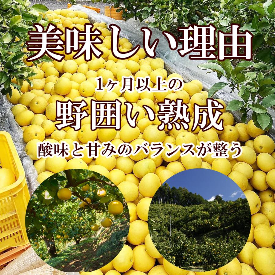 陽健遥ママ　高知特産　土佐文旦　大玉サイズ　約20kg 陽健遥ママ様専用 高知特産 土佐文旦 大玉サイズ 約20kg 【公式通販】