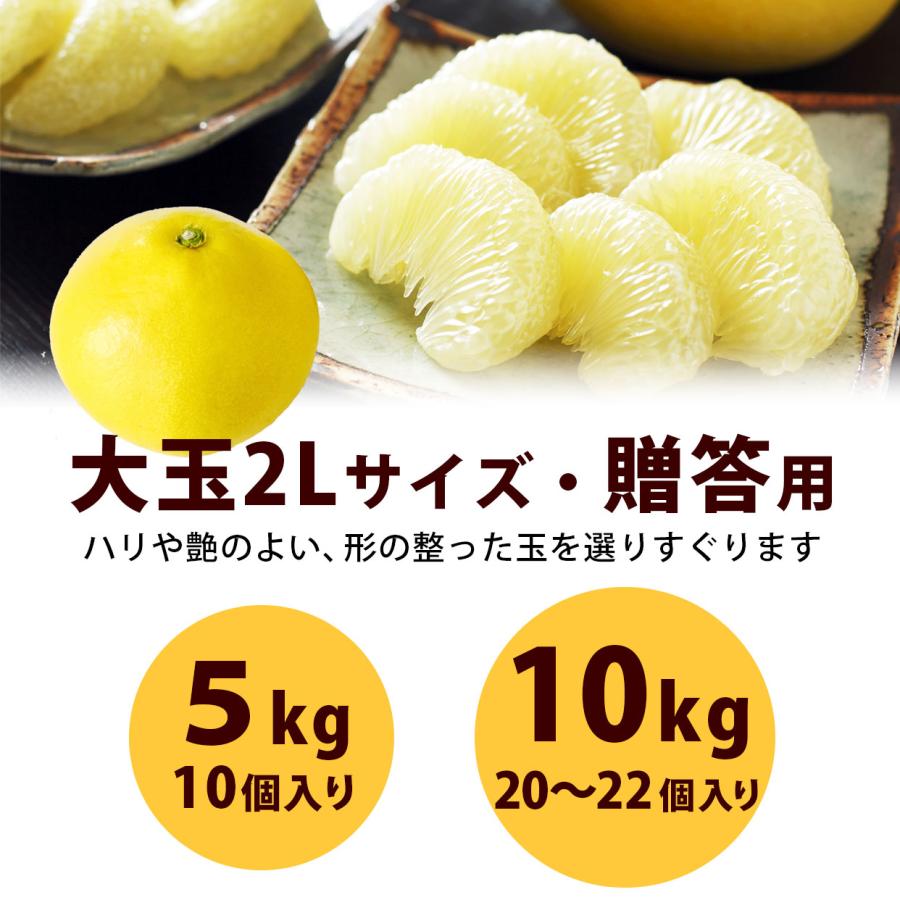 高知県産土佐文旦 大玉贈答用 2Lサイズ 10kg【送料込】 : 文旦屋・白木