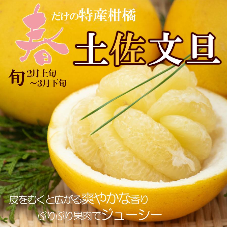 高知県産土佐文旦 大玉贈答用 2Lサイズ 5kg【送料込】 : 文旦屋・白木