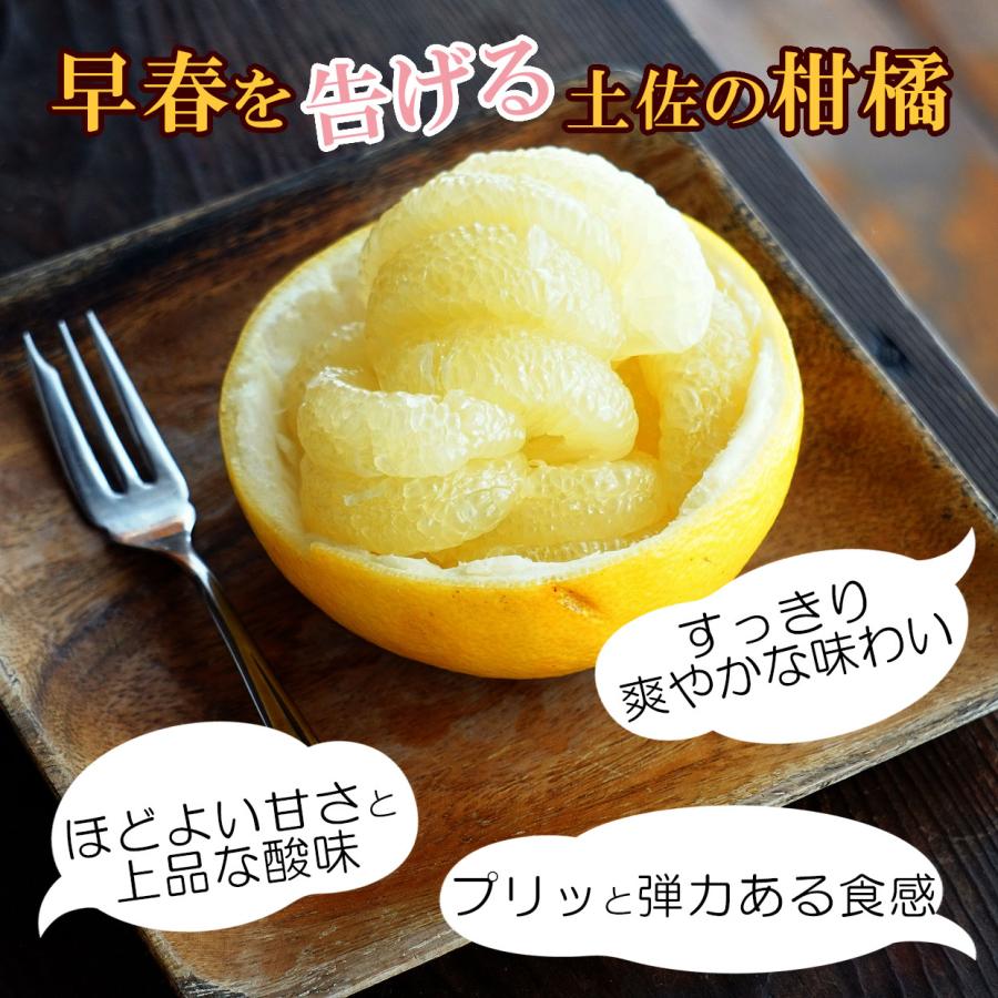 高知県産土佐文旦 大玉贈答用 2Lサイズ 5kg【送料込】 : 文旦屋・白木