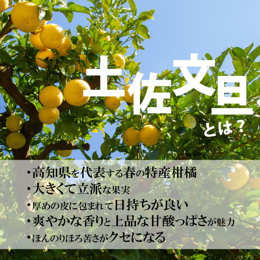 高知県産土佐文旦 大玉贈答用 2Lサイズ 5kg【送料込】 : 文旦屋・白木