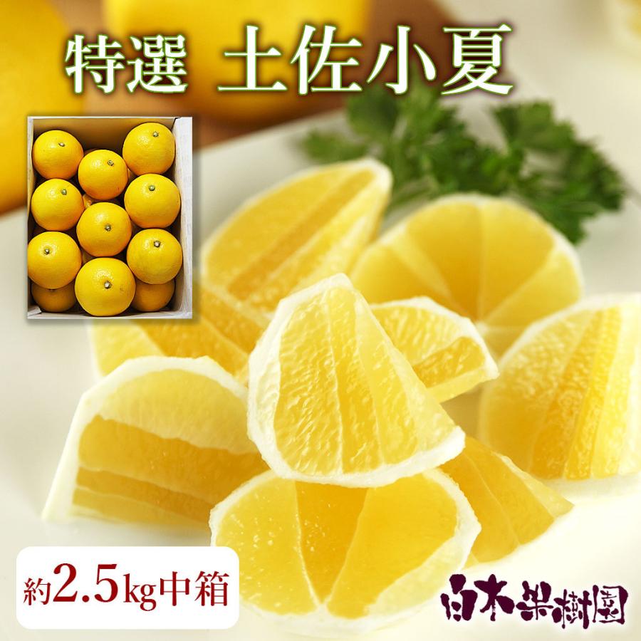 土佐小夏 ご贈答用 特選 約3kg【 お中元】【 ギフト】 : 文旦屋・白木