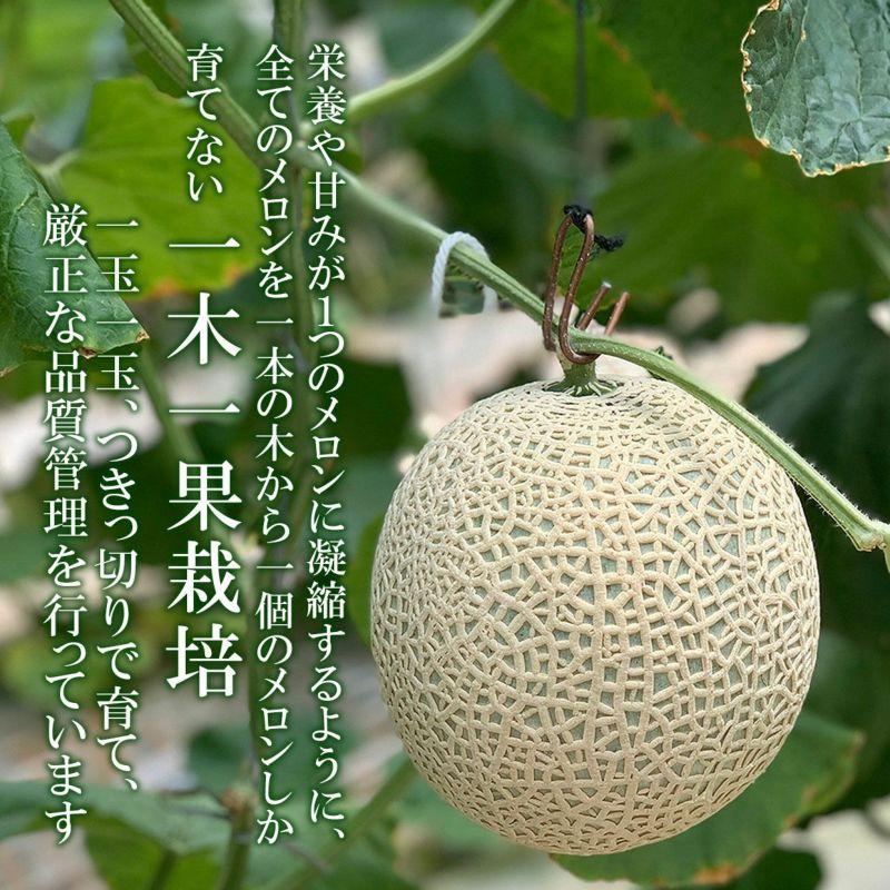 高知県産極上エメラルドメロン 1玉 木箱入り【送料込】 : 文旦屋・白木