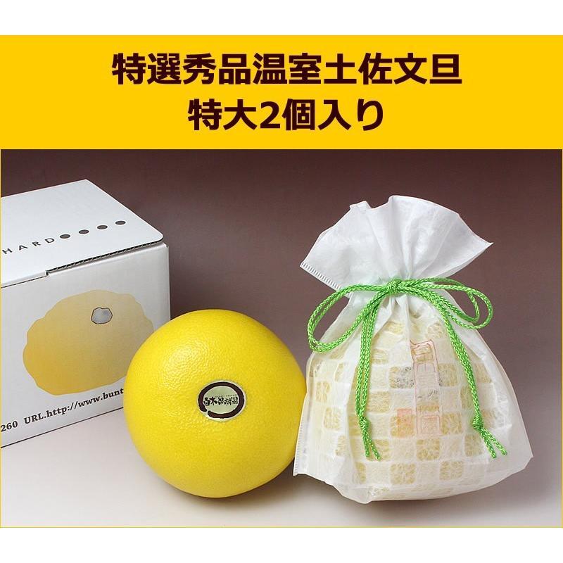 温室 土佐文旦 特選秀品 特大 2個小箱入り 贈答用 文旦 高知産 ギフト 
