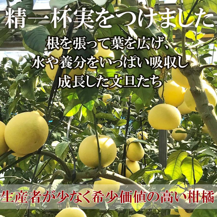 最高級極撰 温室土佐文旦 大玉5個入【送料込】 : 文旦屋・白木果樹園